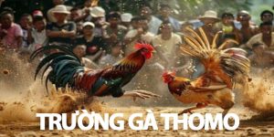 Trường gà Thomo: Sân chơi Đẳng cấp khu vực châu Á